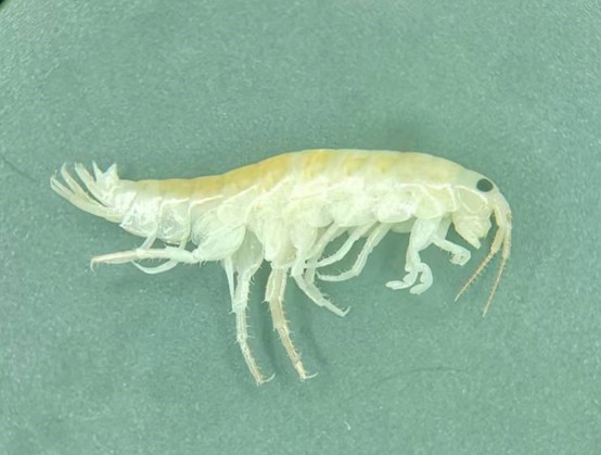 1679899683160020852.jpg 奥森钩虾(梁红斌拍摄).jpg
